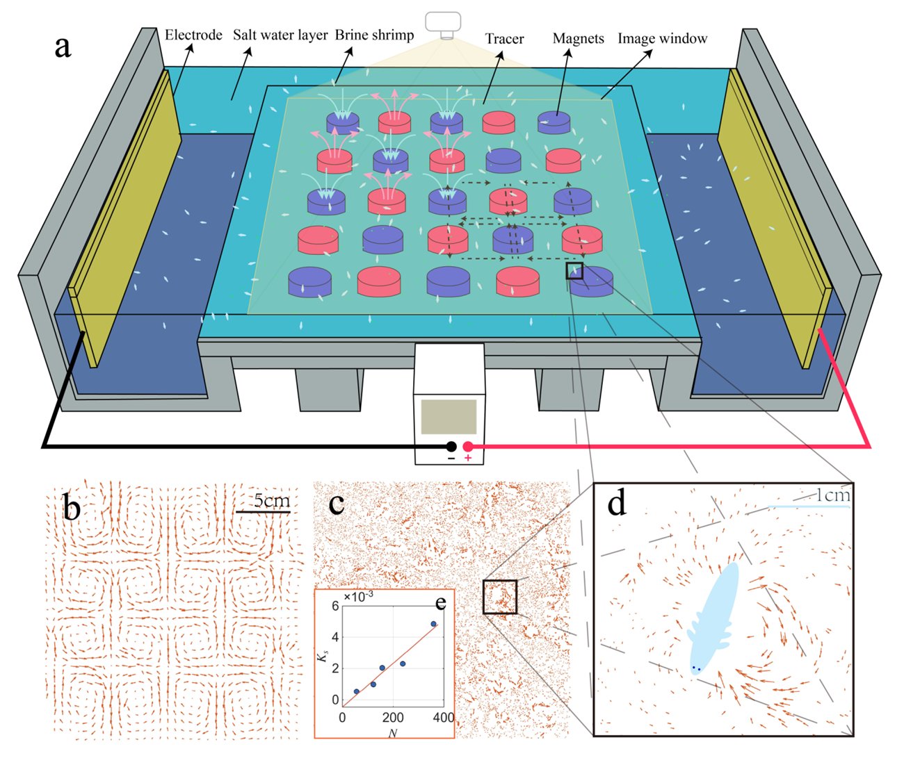 Experimental setup: an electromagnetically driven thin-layer apparatus producing a cellular vortex lattice, with live brine shrimp added as swimmers; panel (d) zooms in on a single shrimp and its recirculating flow disturbance.